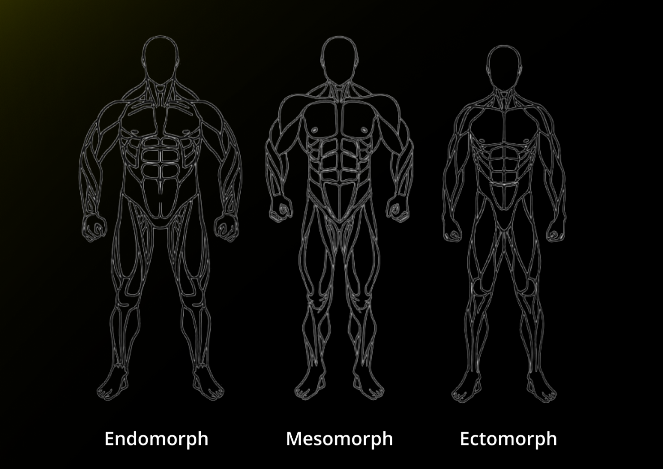 Regular Built Body Lean vs Bulk: What's the Difference? - Workit